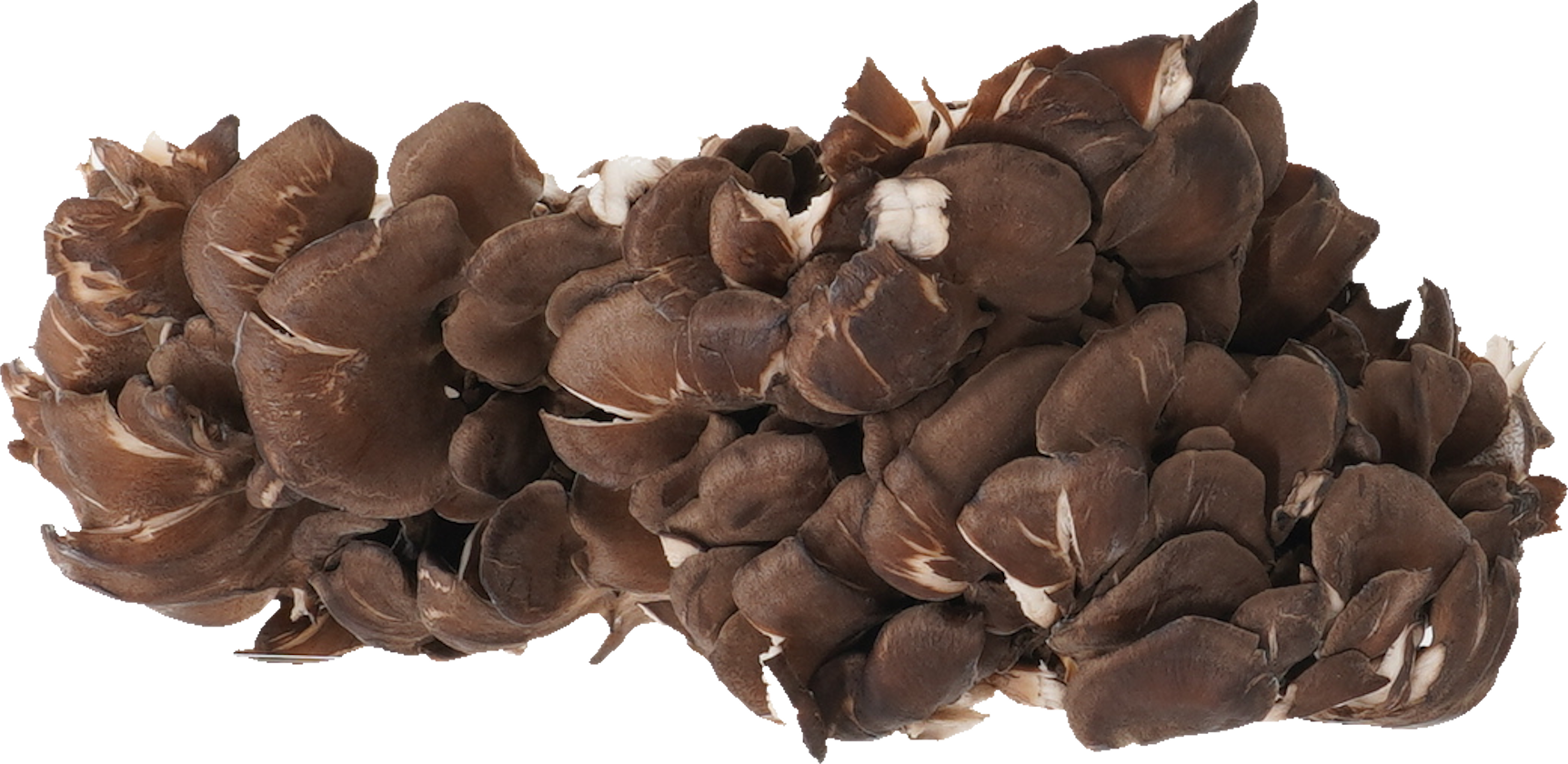 黒まいたけ｜商用可フリー画像・背景透過