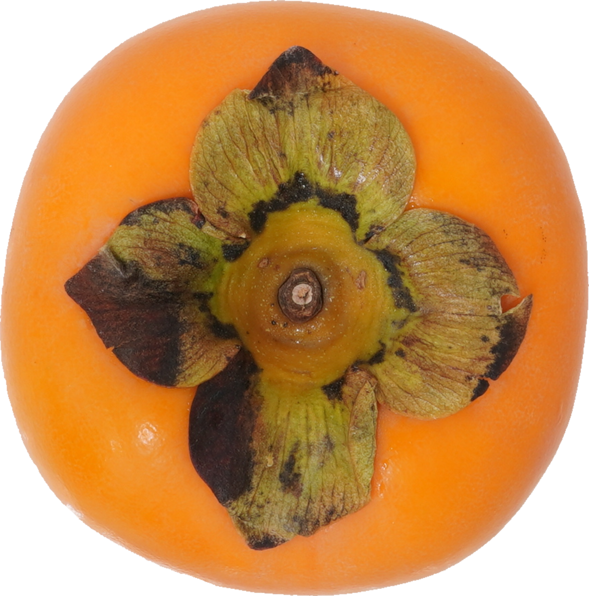 かき｜商用可フリー画像・背景透過