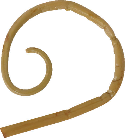 ぜんまい（水煮）｜商用可フリー画像・背景透過