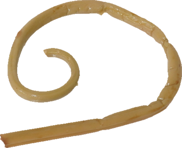 ぜんまい（水煮）｜商用可フリー画像・背景透過