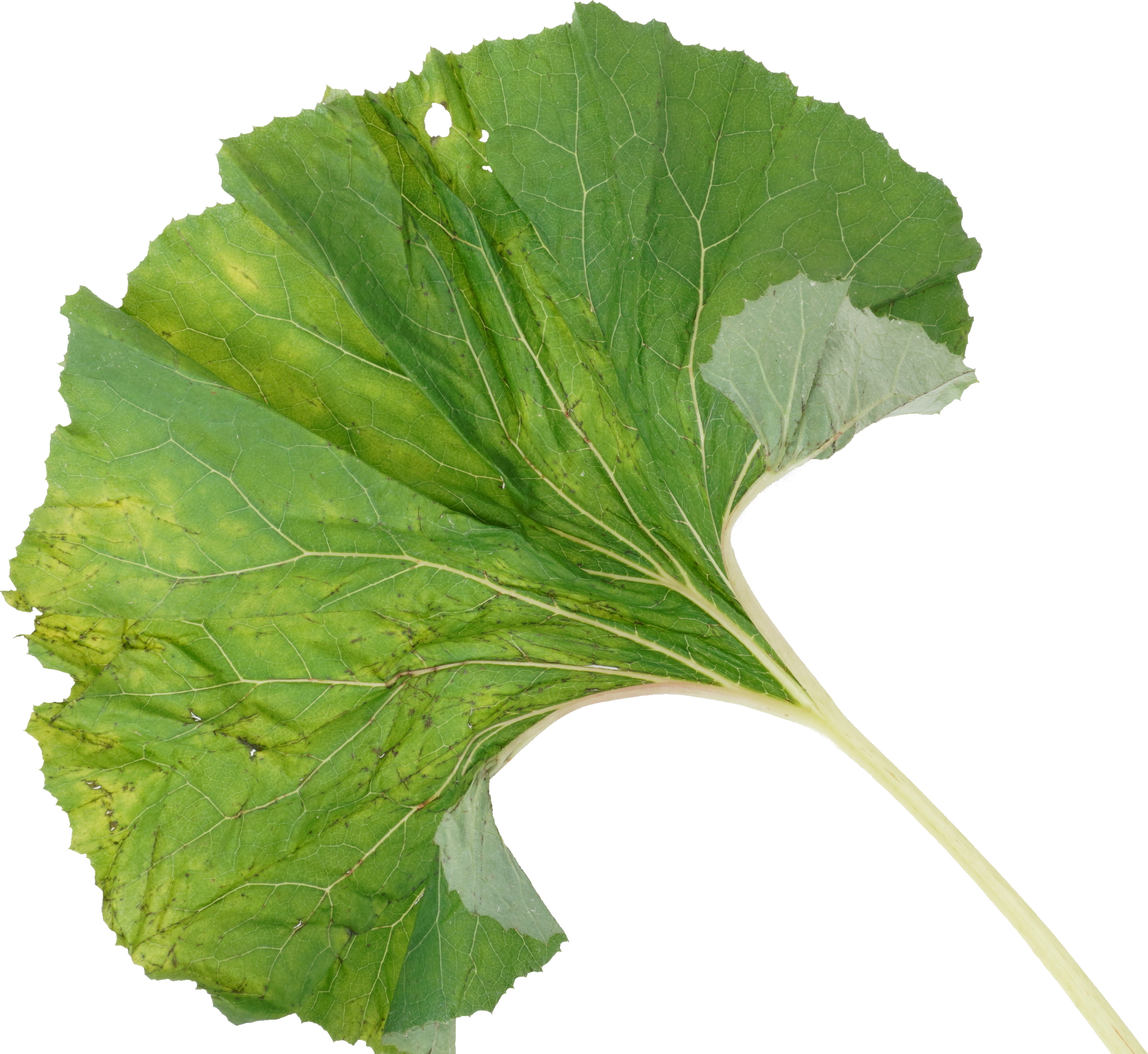 ふき｜商用可フリー画像・背景透過