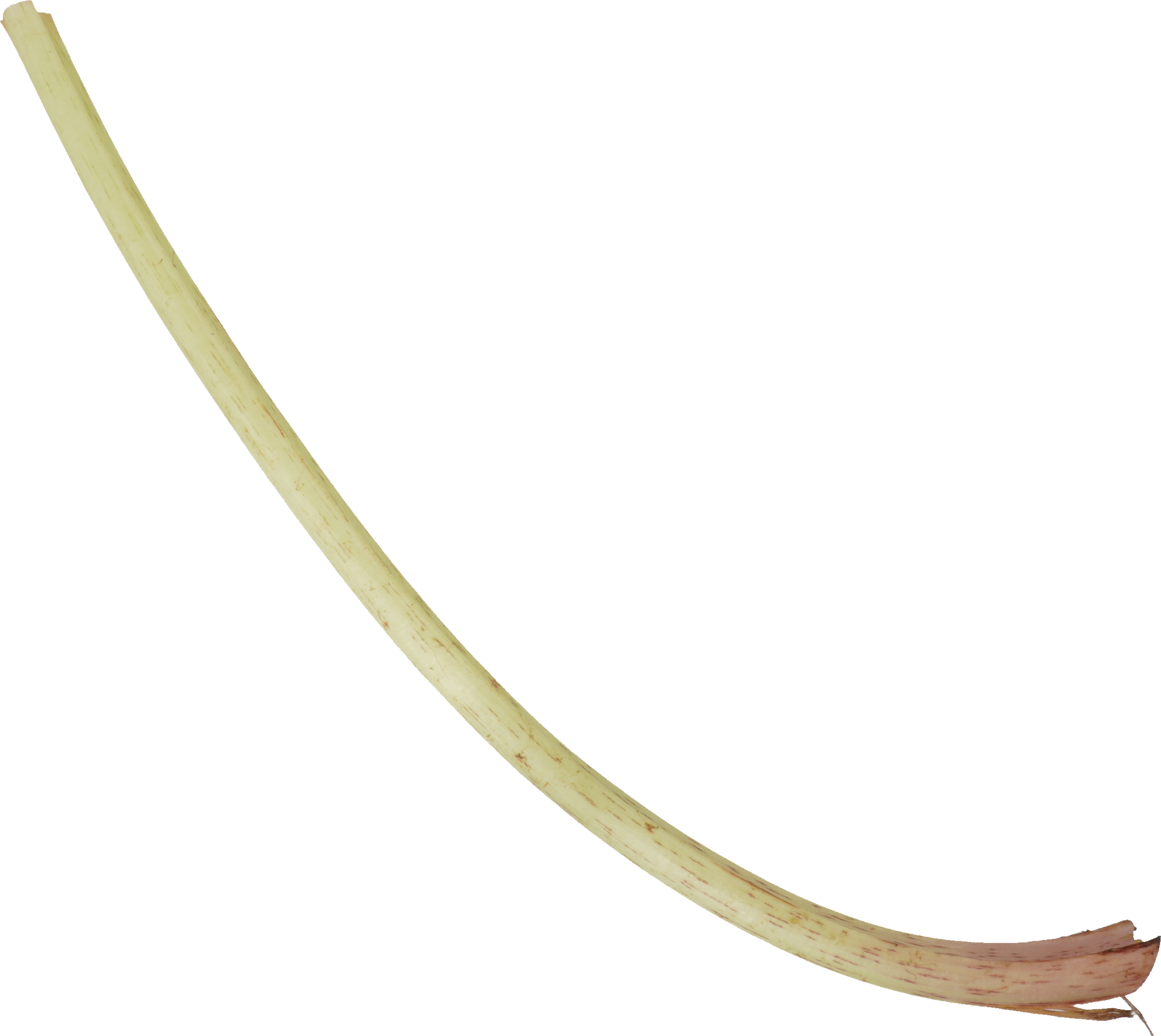 ふき｜商用可フリー画像・背景透過