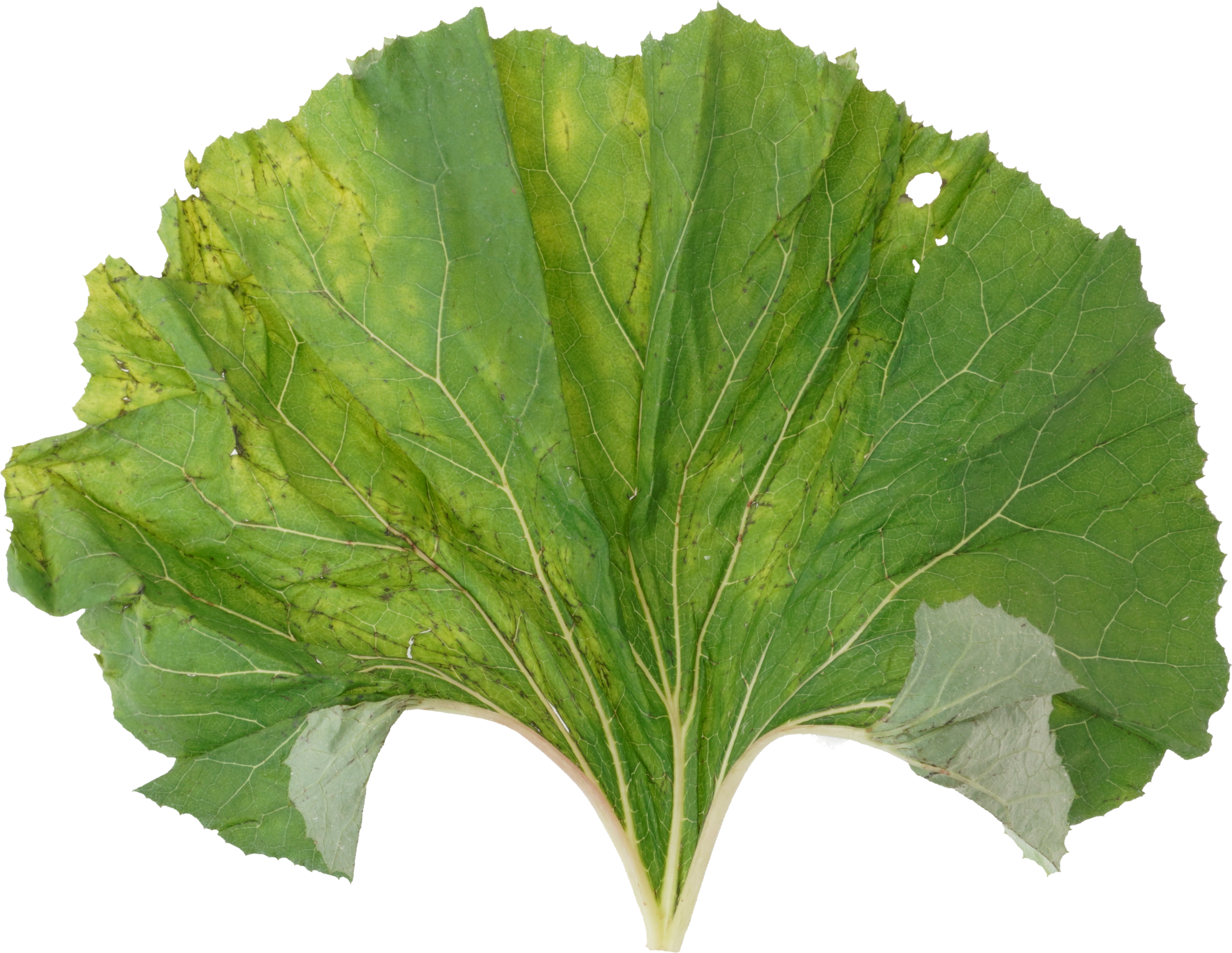 ふき｜商用可フリー画像・背景透過