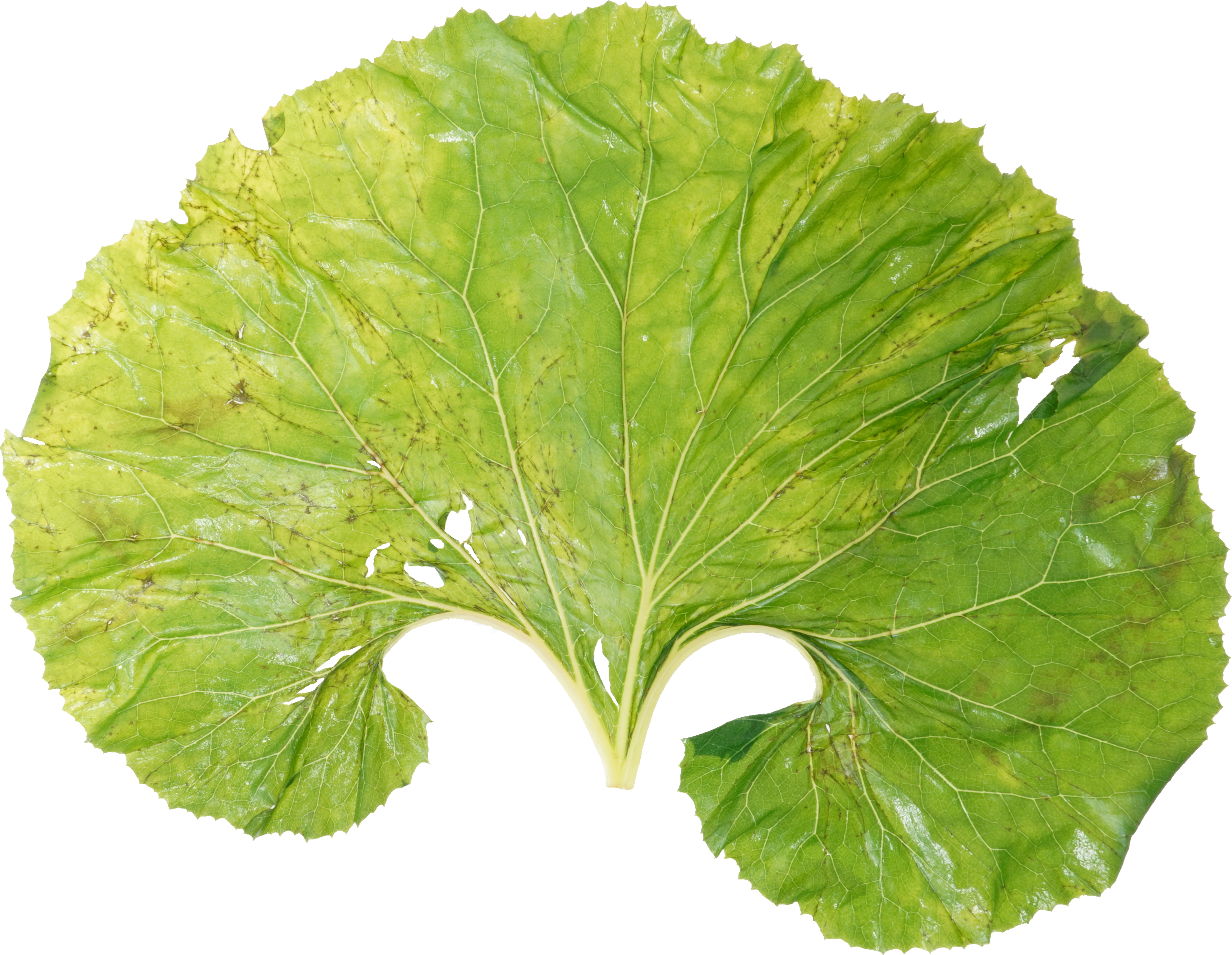 ふき（ゆで）｜商用可フリー画像・背景透過