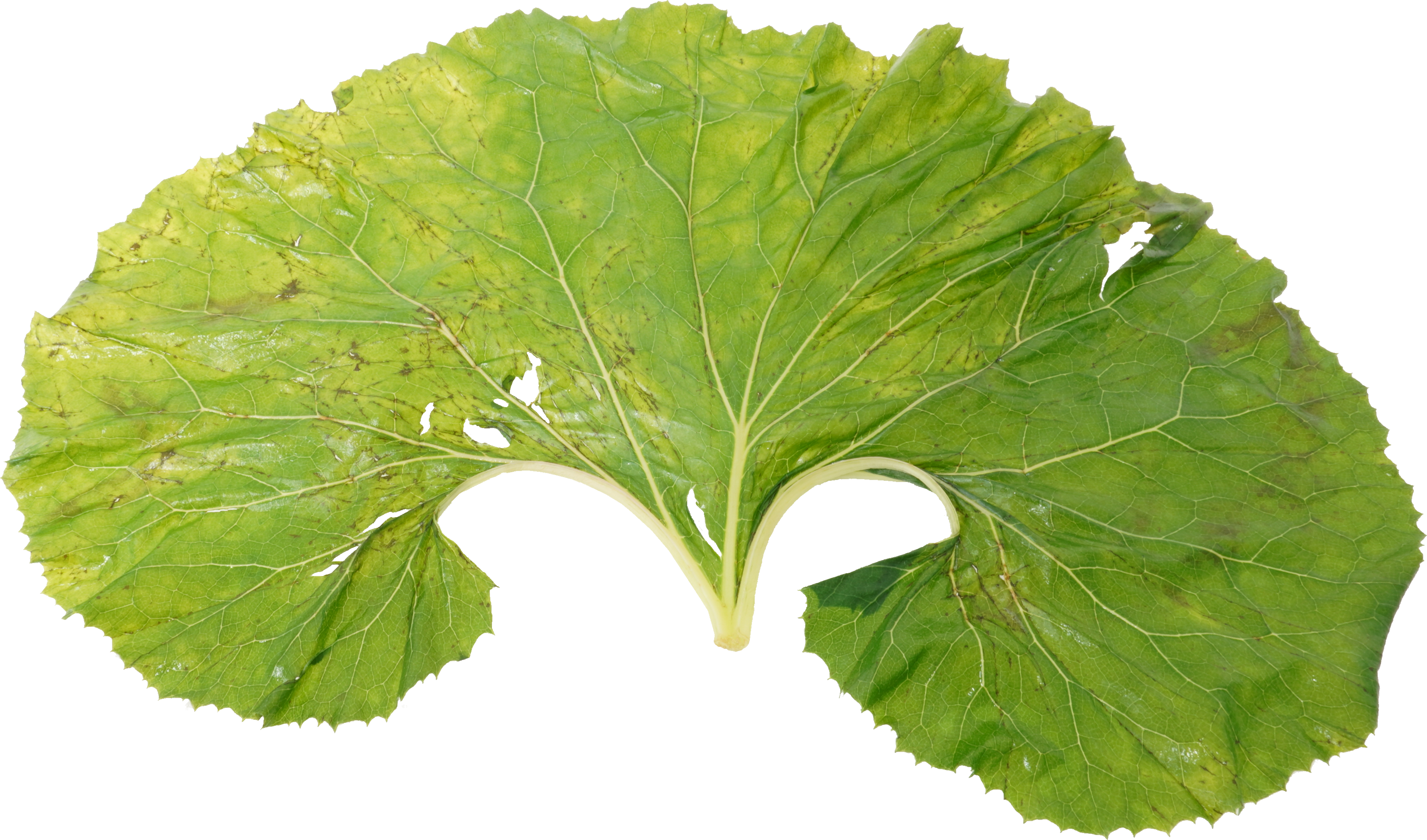 ふき（ゆで）｜商用可フリー画像・背景透過