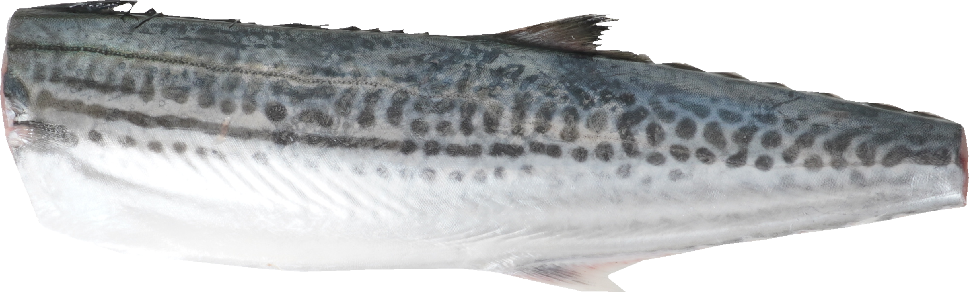 さわら｜商用可フリー画像・背景透過