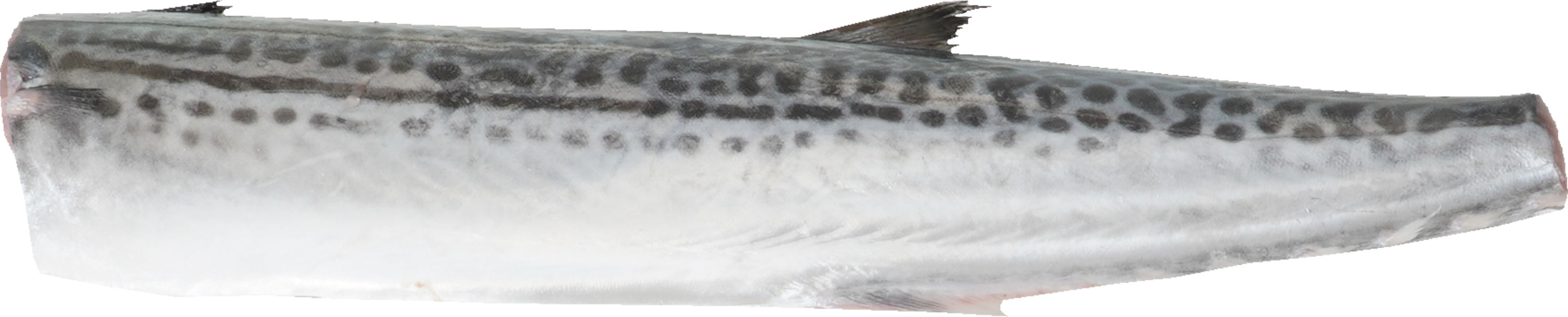 さわら｜商用可フリー画像・背景透過