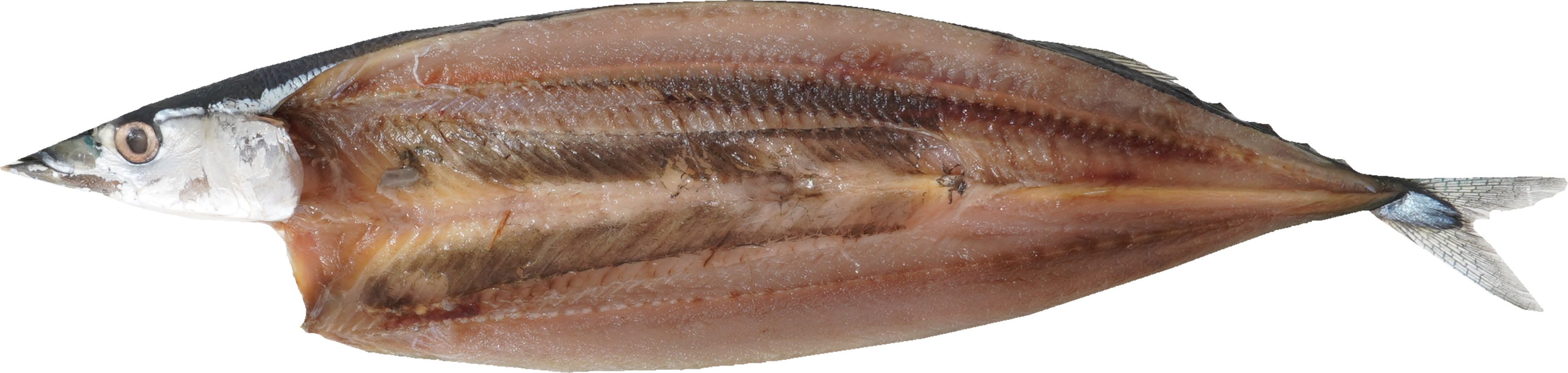 さんま（開き干し）｜商用可フリー画像・背景透過