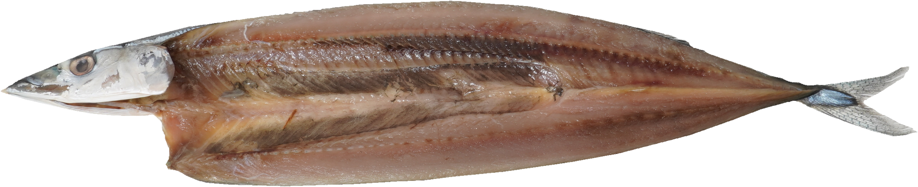 さんま（開き干し）｜商用可フリー画像・背景透過
