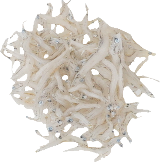 しらす干し（半乾燥）｜商用可フリー画像・背景透過