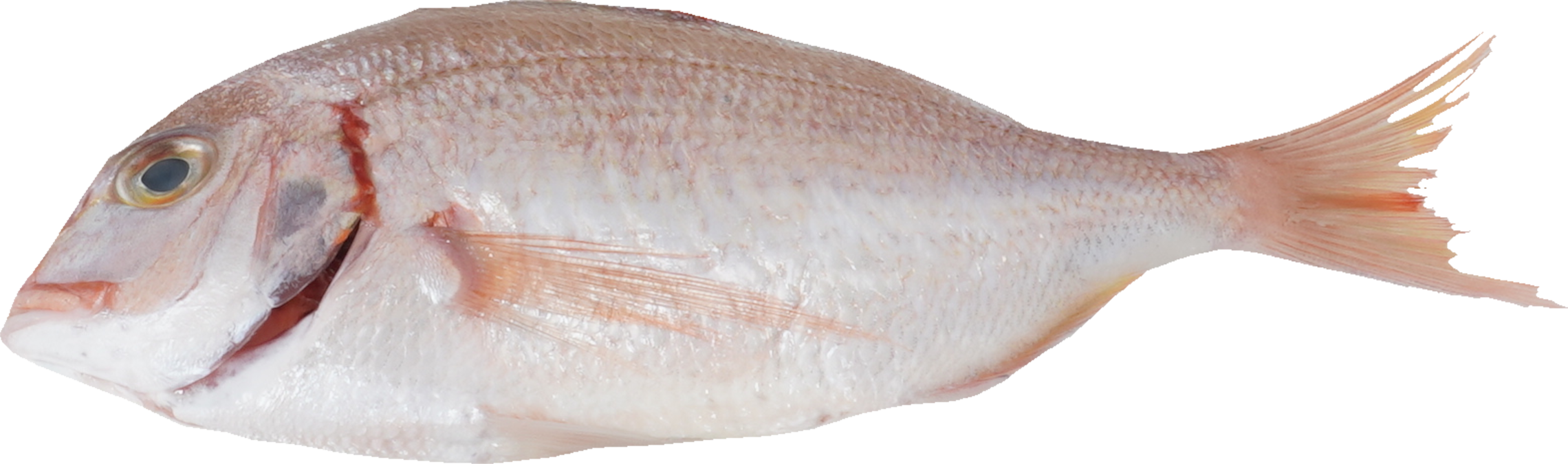 ちだい｜商用可フリー画像・背景透過