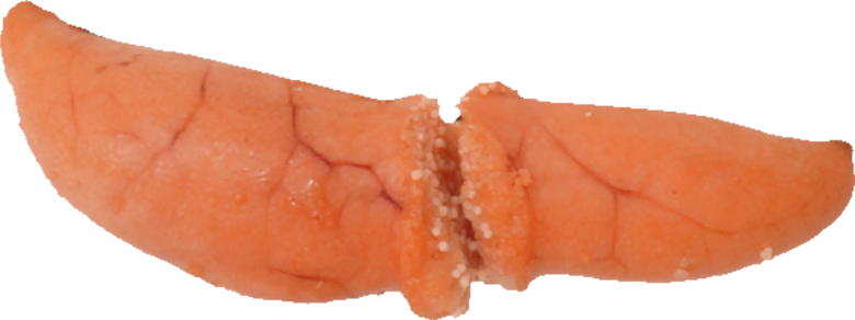 たらこ（焼き）｜商用可フリー画像・背景透過