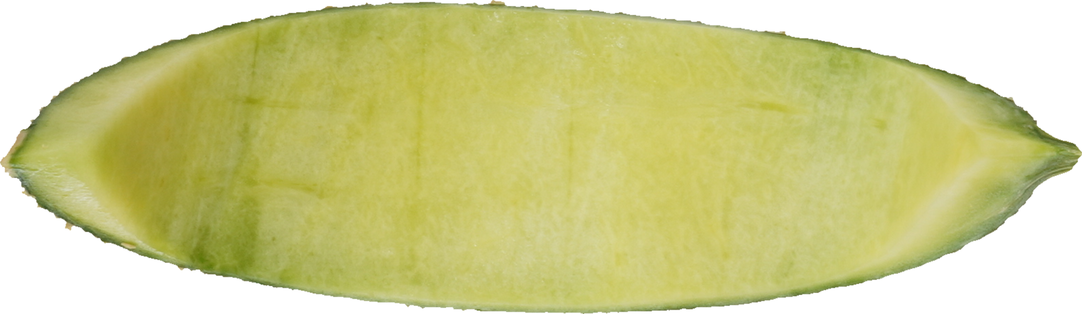 メロン｜商用可フリー画像・背景透過