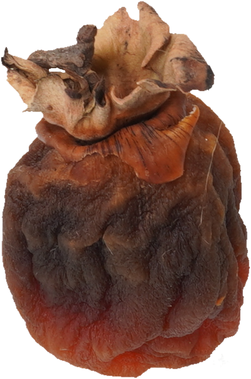 干し柿｜商用可フリー画像・背景透過