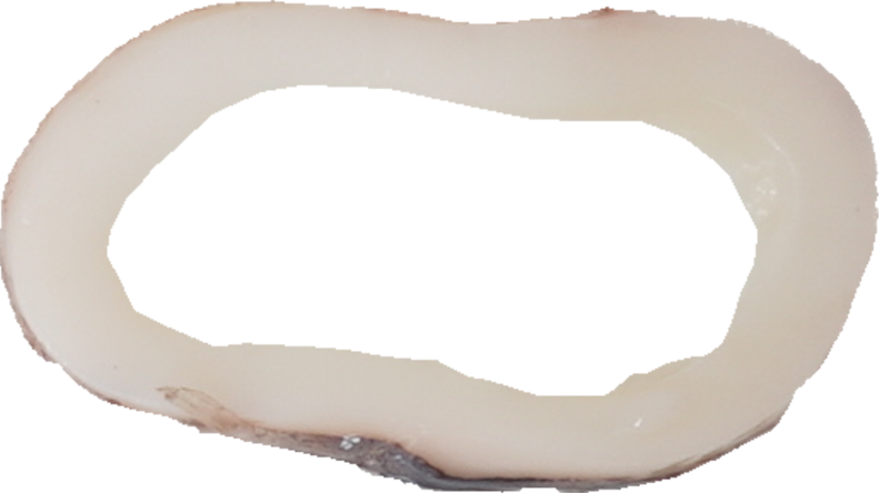 するめいか｜商用可フリー画像・背景透過