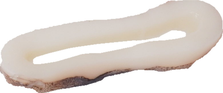 するめいか｜商用可フリー画像・背景透過