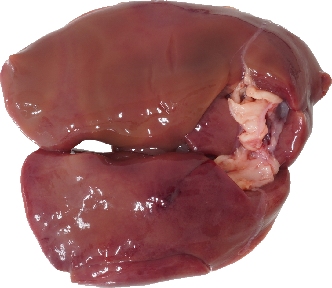 鶏-肝臓【レバー】｜商用可フリー画像・背景透過