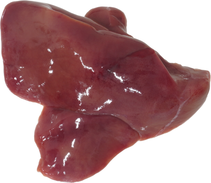 鶏-肝臓【レバー】｜商用可フリー画像・背景透過