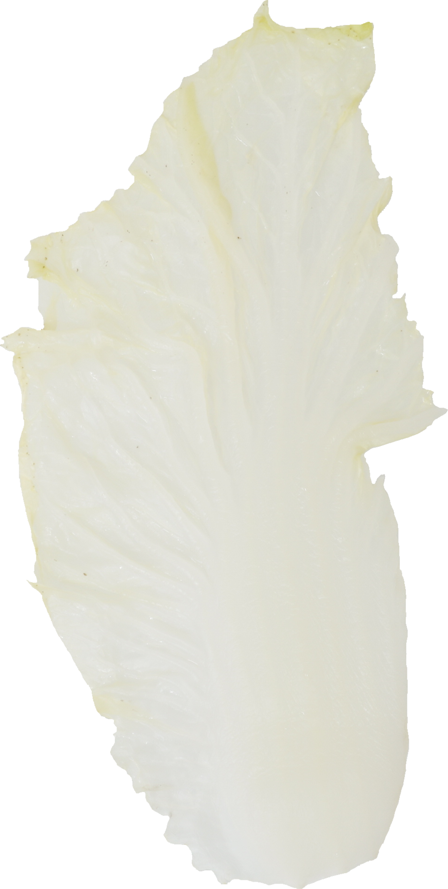 はくさい（ゆで）｜商用可フリー画像・背景透過