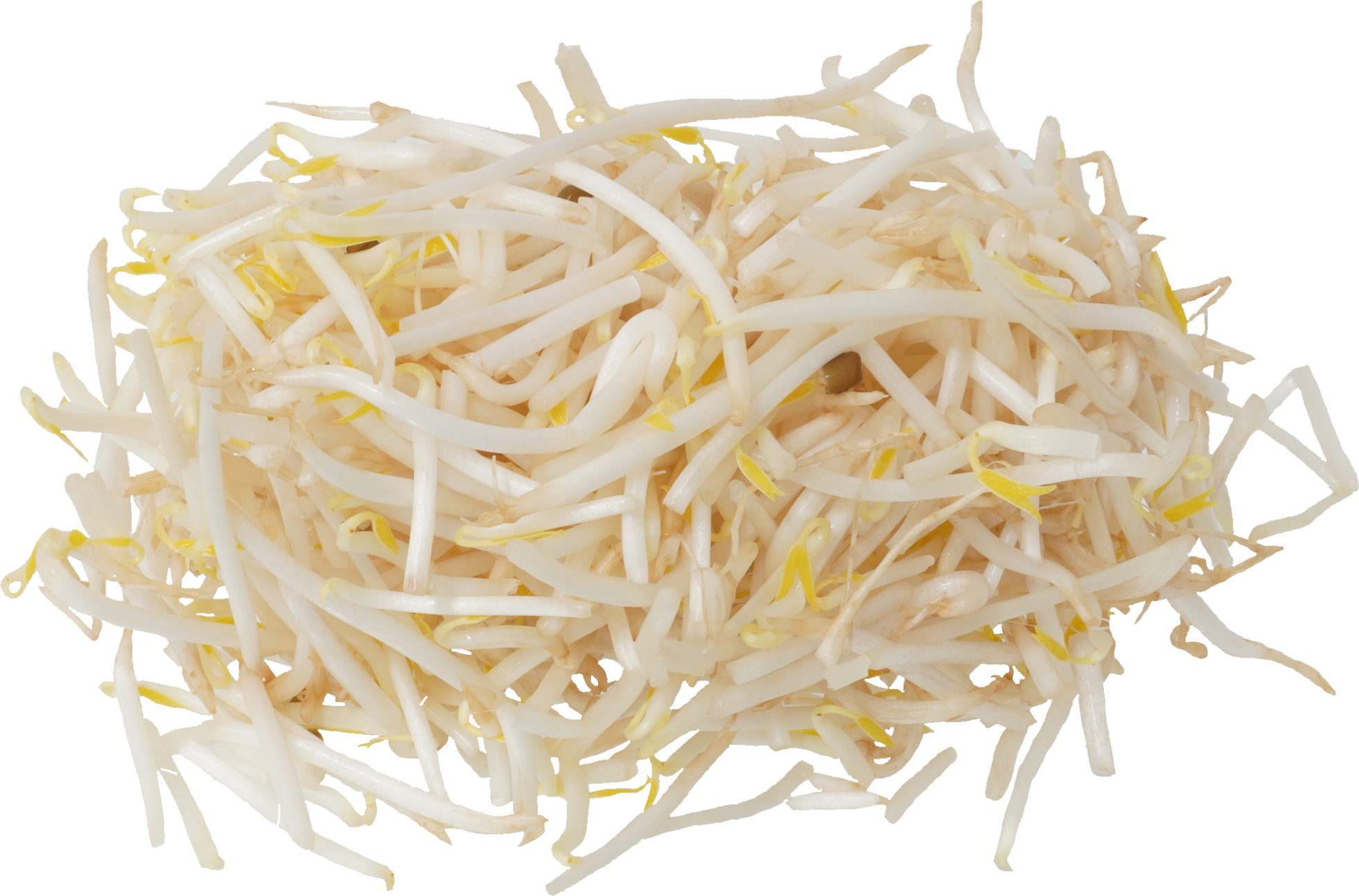 ブラックマッペもやし｜商用可フリー画像・背景透過