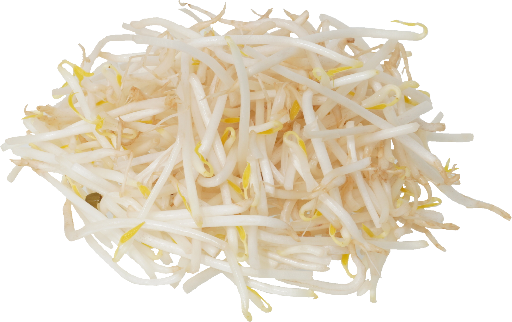 ブラックマッペもやし｜商用可フリー画像・背景透過