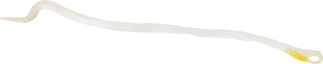 ブラックマッペもやし｜商用可フリー画像・背景透過