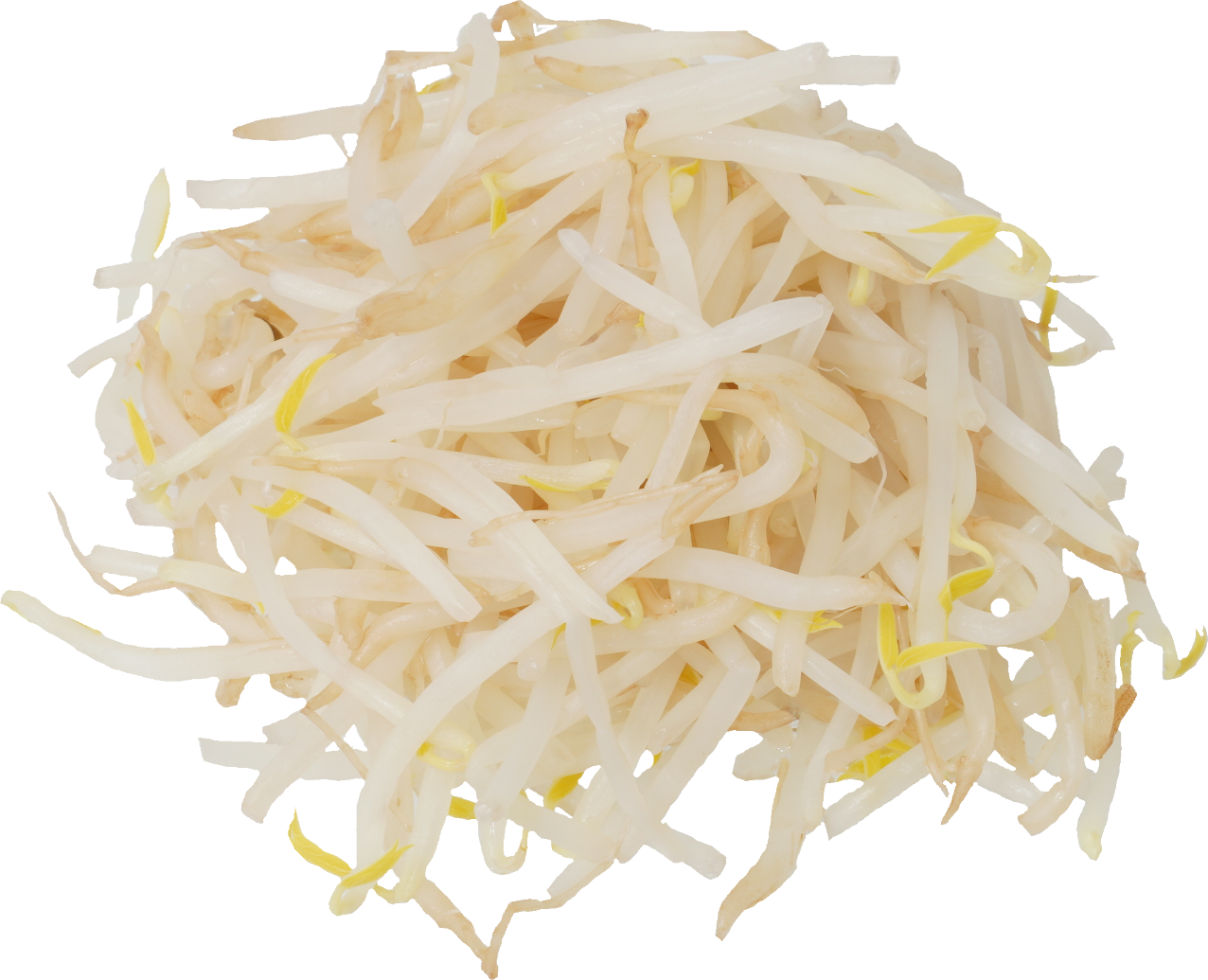 ブラックマッペもやし（ゆで）｜商用可フリー画像・背景透過