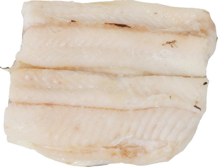 あなご（蒸し）｜商用可フリー画像・背景透過