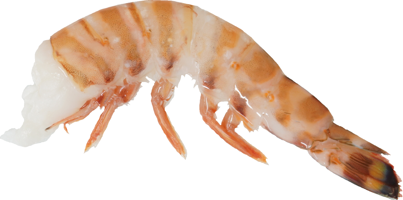 くるまえび｜商用可フリー画像・背景透過