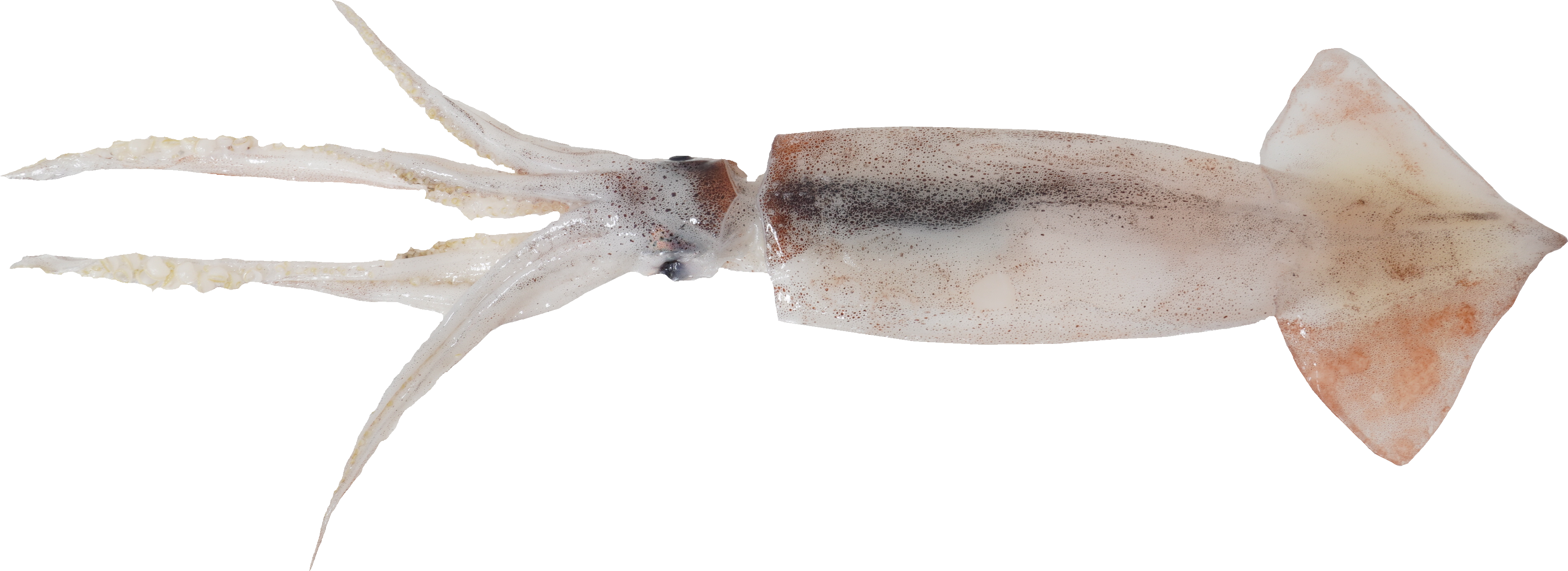 するめいか｜商用可フリー画像・背景透過