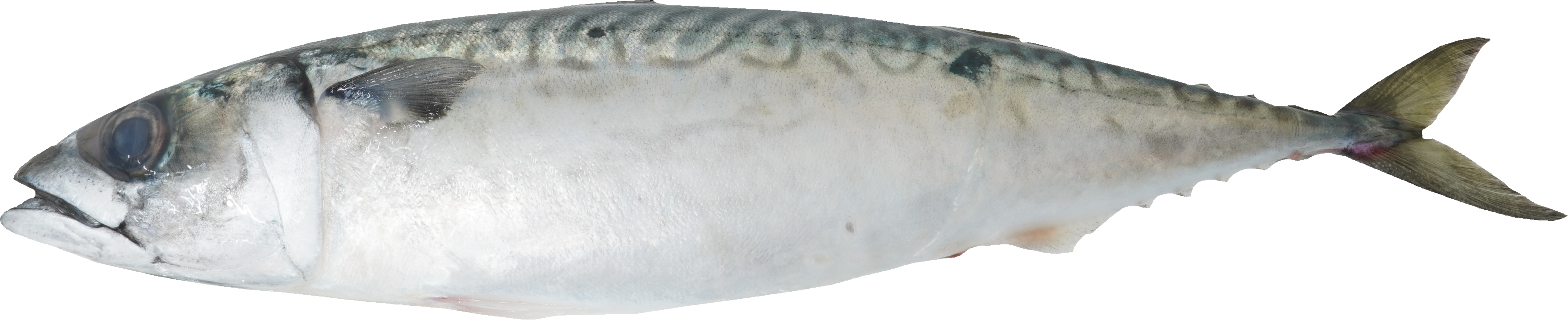 まさば｜商用可フリー画像・背景透過