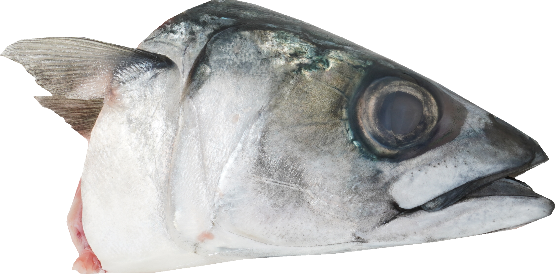 まさば｜商用可フリー画像・背景透過