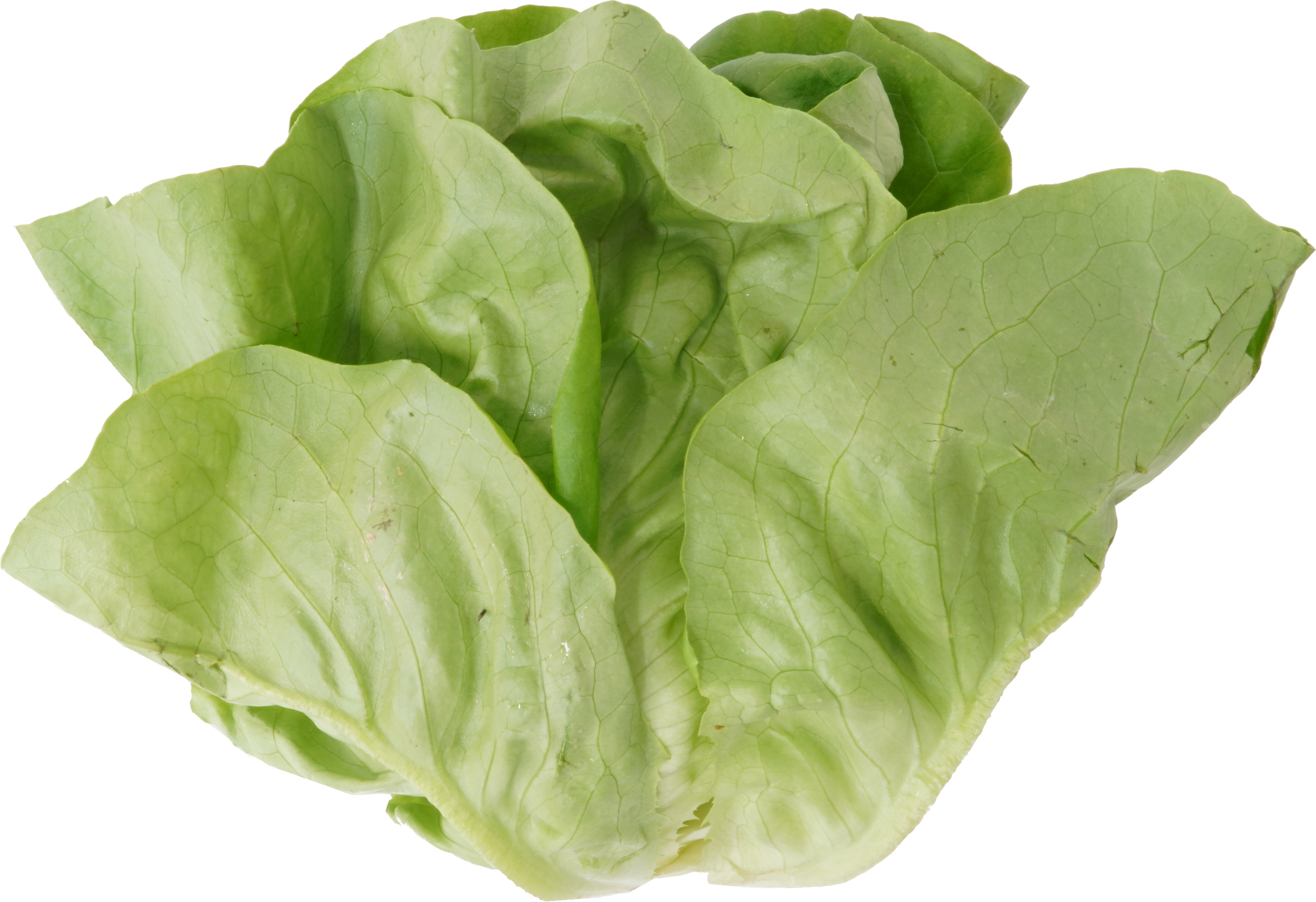 サラダな｜商用可フリー画像・背景透過