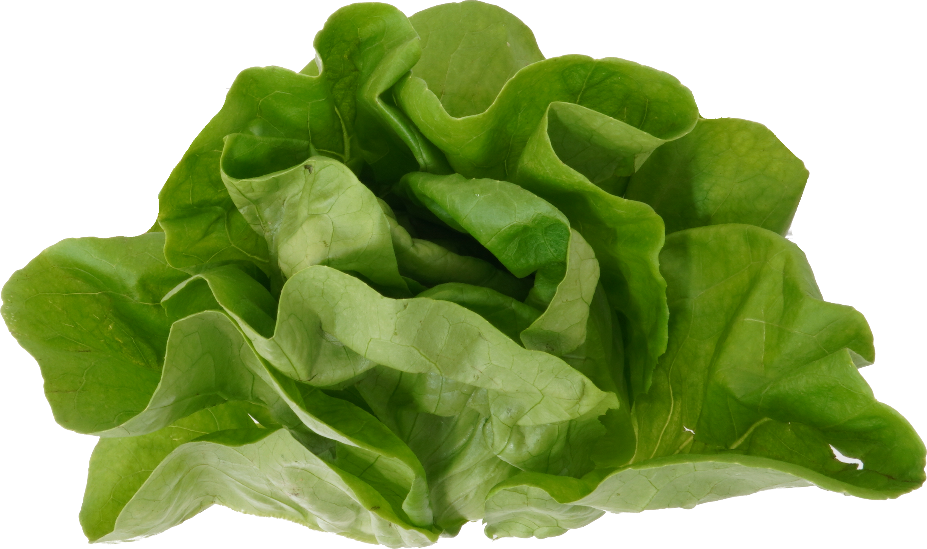 サラダな｜商用可フリー画像・背景透過