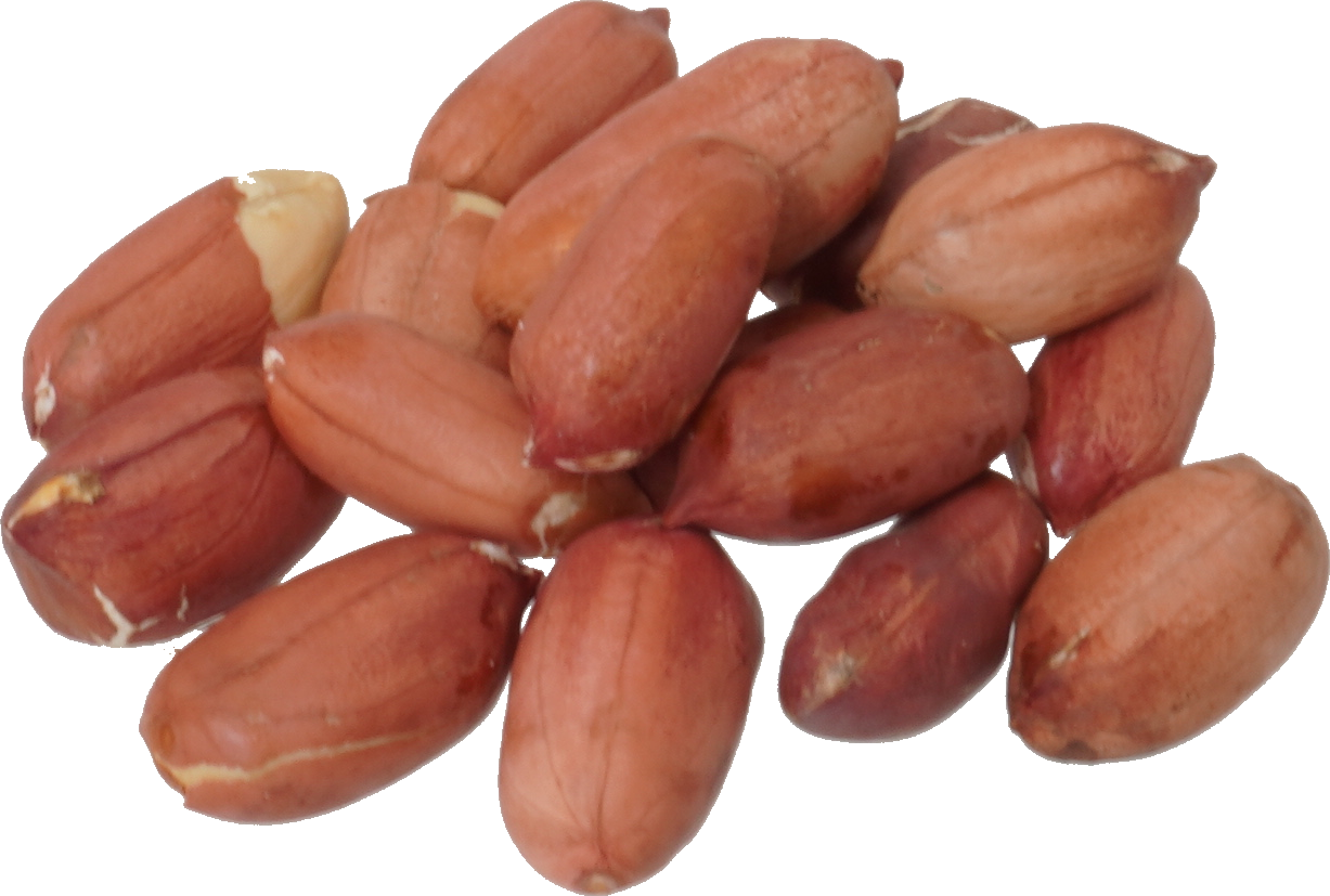 らっかせい｜商用可フリー画像・背景透過