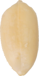 らっかせい｜商用可フリー画像・背景透過