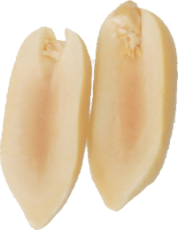 らっかせい｜商用可フリー画像・背景透過