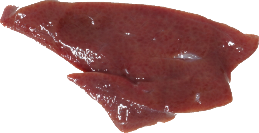 豚-肝臓【レバー】｜商用可フリー画像・背景透過