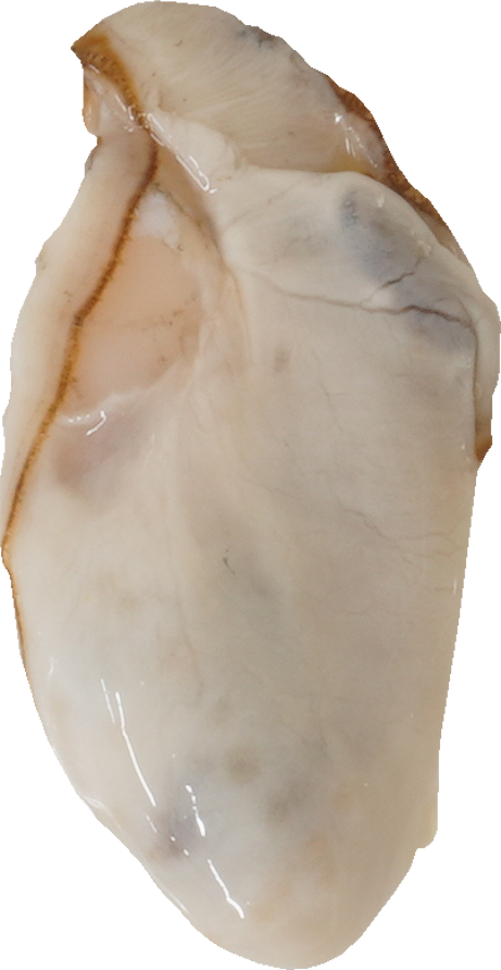 かき｜商用可フリー画像・背景透過