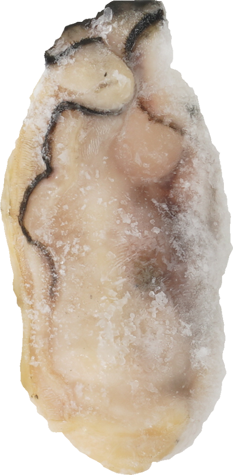 かき(冷凍）｜商用可フリー画像・背景透過