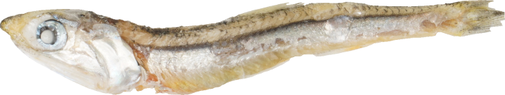 かたくちいわし（煮干し）｜商用可フリー画像・背景透過