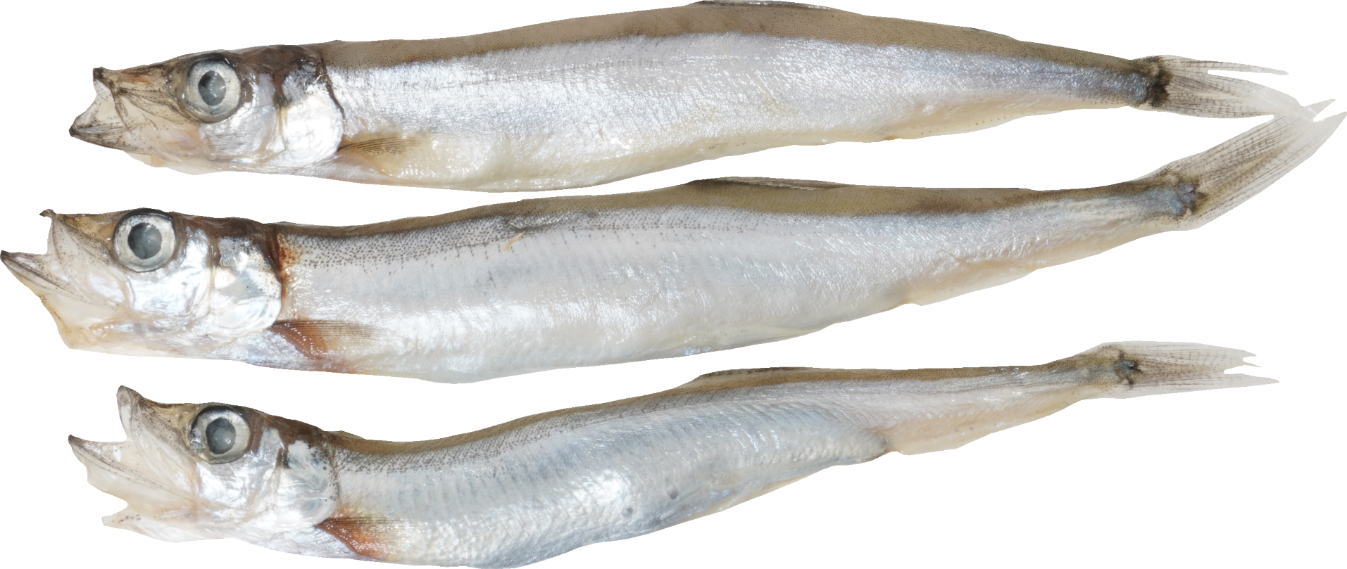 ししゃも｜商用可フリー画像・背景透過