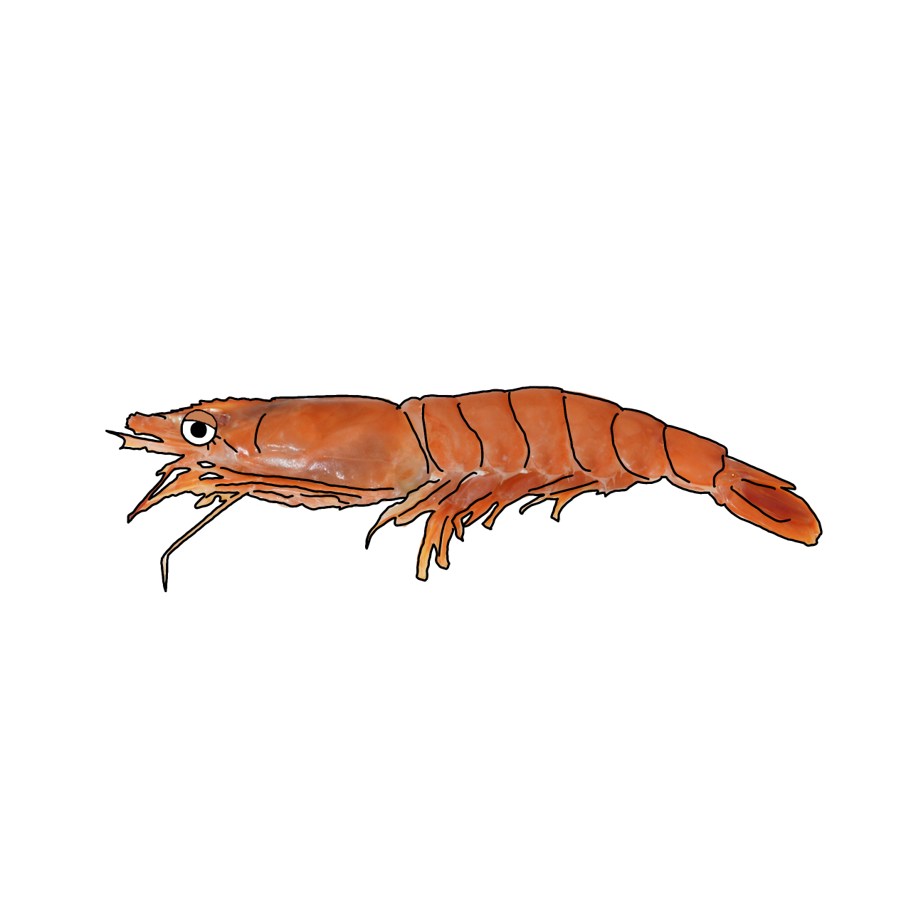 あかえびのイラスト｜商用可フリー画像・背景透過