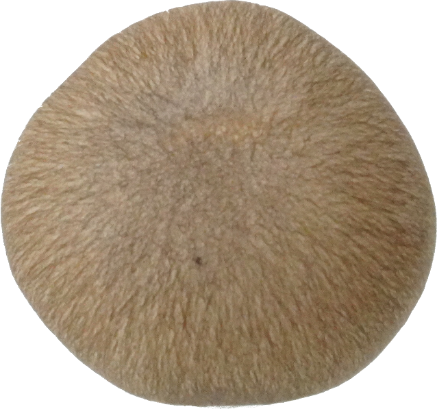 しめじ（ほんしめじ・生）｜商用可フリー画像・背景透過