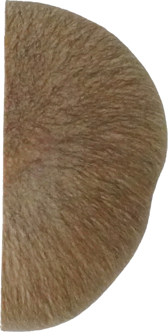 しめじ（ほんしめじ・生）｜商用可フリー画像・背景透過