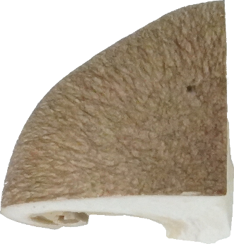 しめじ（ほんしめじ・生）｜商用可フリー画像・背景透過