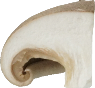 しめじ（ほんしめじ・生）｜商用可フリー画像・背景透過