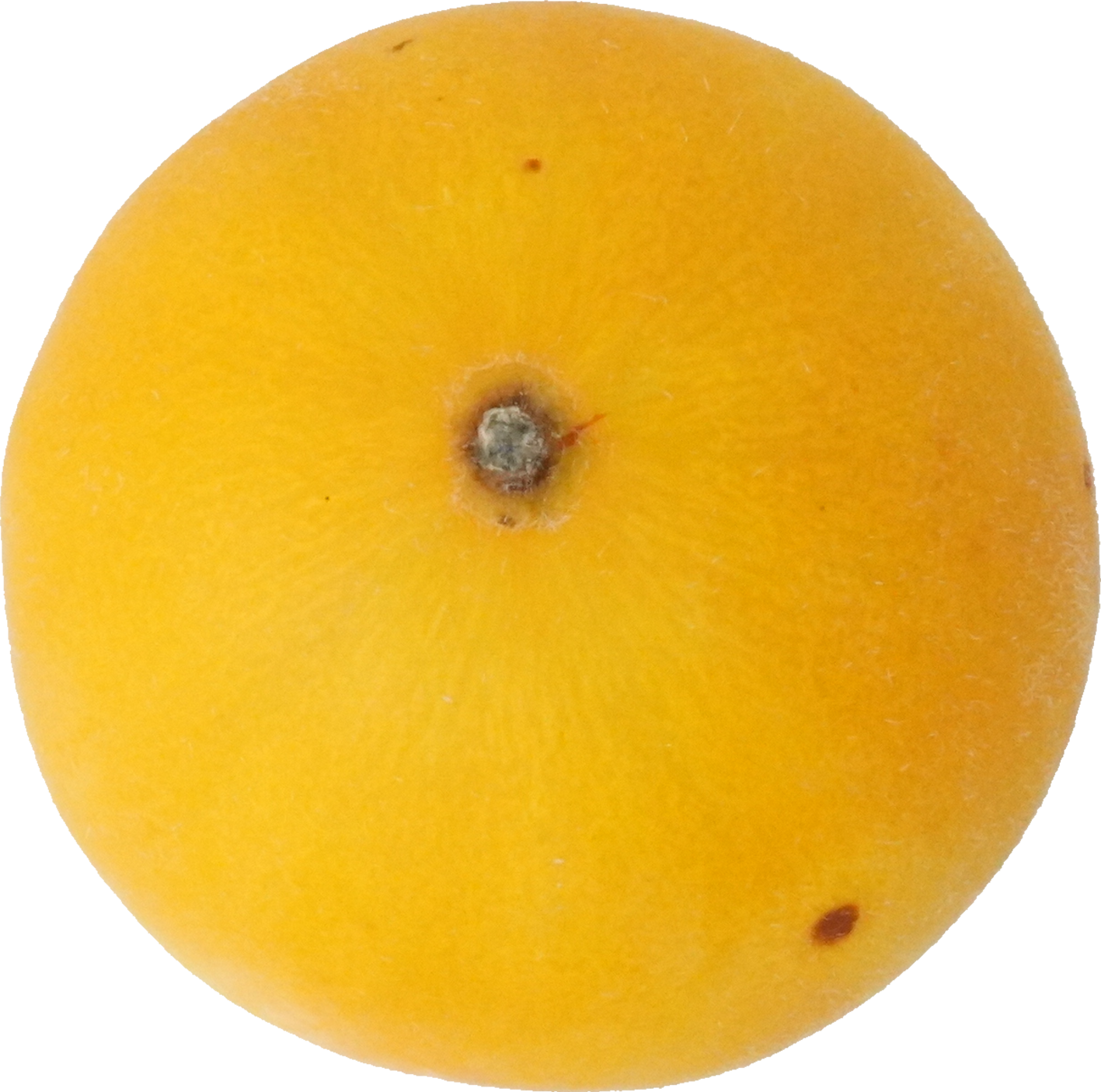 イエローキングメロン｜商用可フリー画像・背景透過