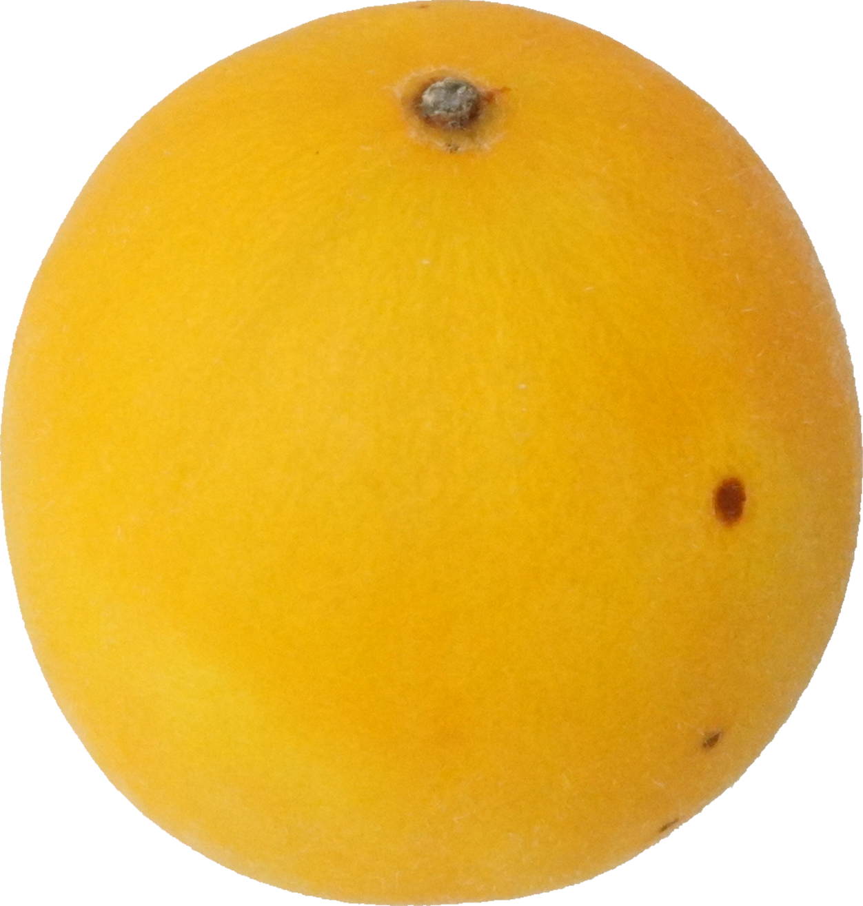 イエローキングメロン｜商用可フリー画像・背景透過