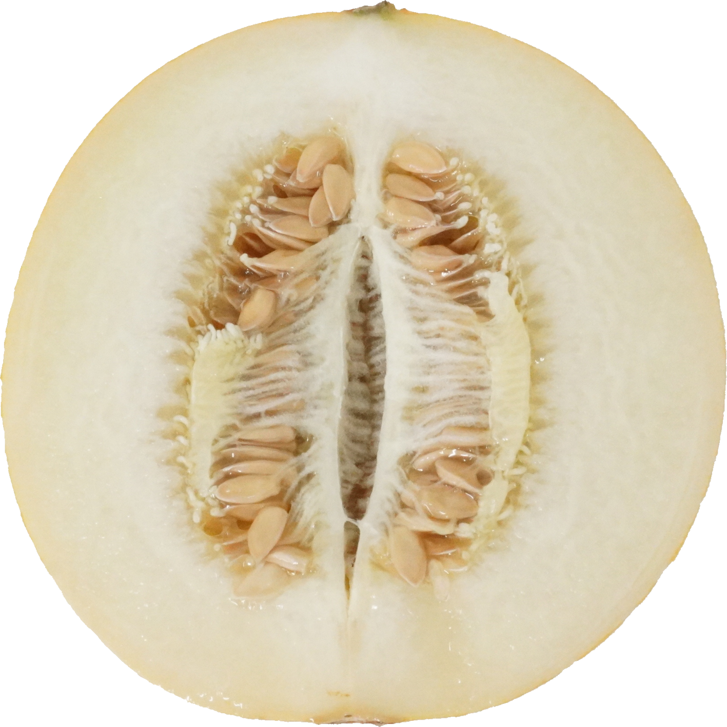 イエローキングメロン｜商用可フリー画像・背景透過